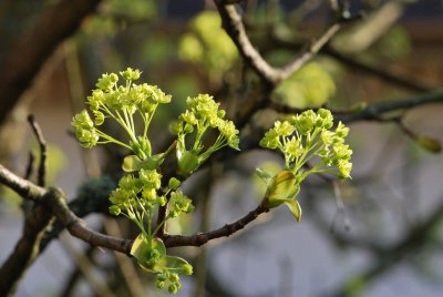 Acer platanoides 'Dissectum' - javor mléčný 'Dissectum' - květenství